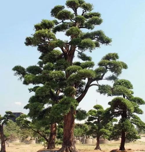 這10種高端苗木品種，你家苗圃種了嗎？