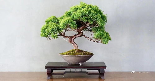盆景收藏之增值條件 樹木種植的藝術與技巧