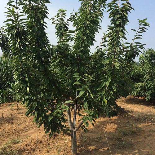 牟平大櫻桃種苗選購(gòu)指南與市場(chǎng)分析